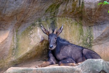 Tragelaphus angasi or Nyala is sitting on the rock with a rocky backdrop.