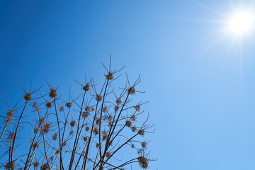 Obraz premium Tree and Sky Background