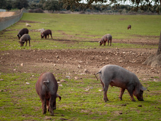 Fototapeta na wymiar Iberian pork grazing in the spanish dehesa in Salamanca