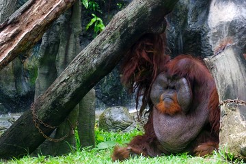 The Orangutans sit on a green lawn taken in the zoo.