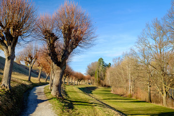 Obraz premium Lindenallee