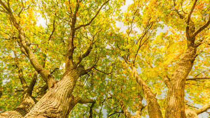 Beautiful fall leaves trees, sun rays and calm mood. Tranquil autumn nature environment
