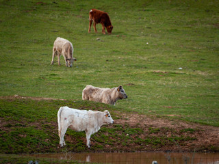 A herd of cows grazing in the dehesa in Salamanca (Spain). Concept of extensive organic livestock