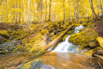 Autumn forest river waterfall stones landscape. Forest waterfall river in autumn season. Autumn waterfall river view