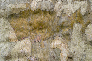 Background of plane tree bark, tree bark texture