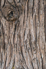 Brown Wood tree texture, surface pattern, bark of tree