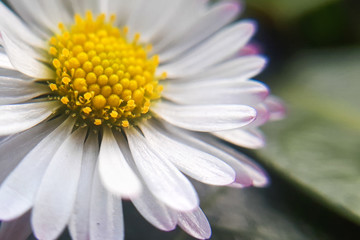 Obraz premium Macro daisy flower. Details of yellow daisy plant.