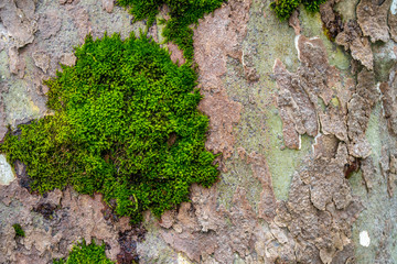 Moss on plane tree bark, tree bark texture
