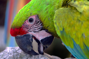 parrot on a branch