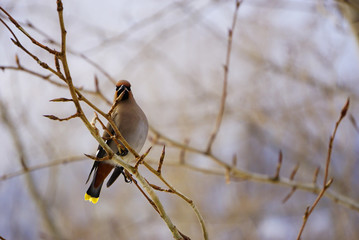 Bohemian waxwing beautiful colorful bird