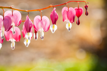 Soft focus of heart-shaped Bleeding heart flower pink and white color in summer