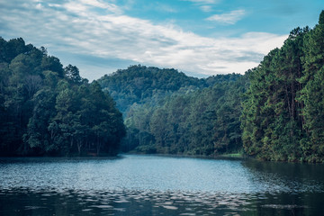 Beatiful lake and pine forest