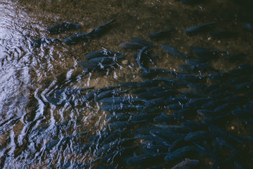 Mahseer barb in the fish cave One of the attractions