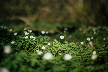 Beautiful anemones flowers in sunny spring woods. Fresh first white  flowers in warm sunlight in the forest. Springtime. Hello spring. Selective focus. Space for text
