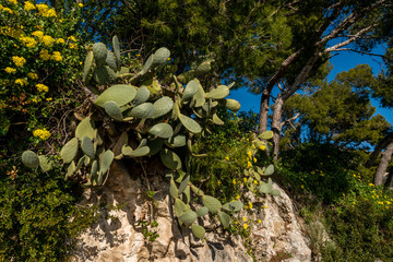 Fig tree in the medieval village of Antibes in a sunny winter day