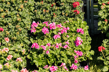 flowering geraniums in a spring flower market