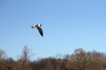 bird, sky, seagull, flying