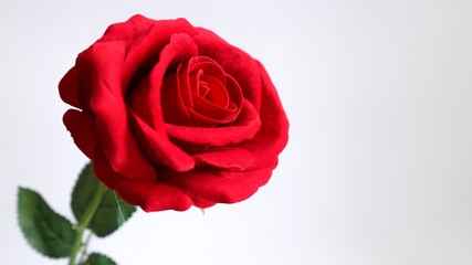 one red roes and white background 