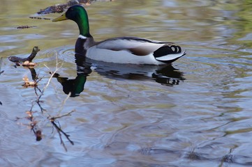 Canard Colvert