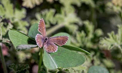 closeup of butterfly on four-leaf clover