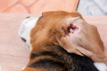 Ear inflammation of the beagle dog Caused by infection in the ear canal