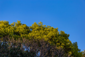 青空と樹木