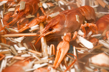 boiled crawfish in water with spices