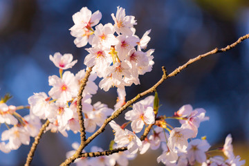 日本の桜