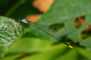 Yellow dragonfly on green leaf