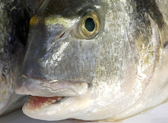 bream with his mouth open just caught by the fisherman