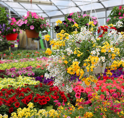 greenhouse with beautiful flowers and plants