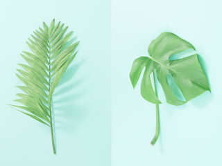 monstera and palm leaves on  paper background