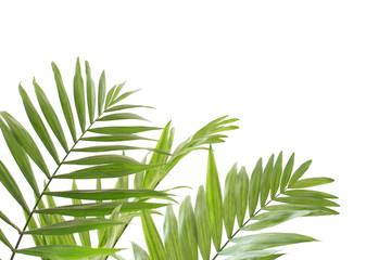 palm leaves on white background
