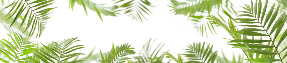 frame of palm leaves isolated on white background