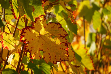 Beautiful colorful leaf in autumn in vineyard