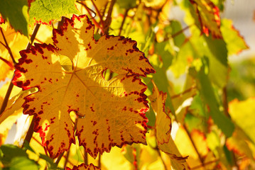 Beautiful colorful leaf in autumn in vineyard