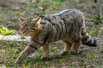 wild cat in the green season leaf forest