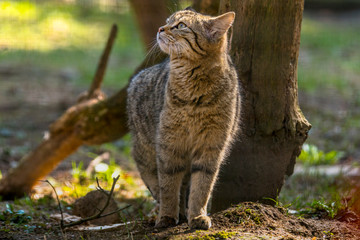 Obraz premium wild cat in the green season leaf forest