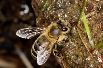 Bee, Honey bee, Apis mellifera, Water, Bee food