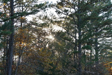 Autumn Forest