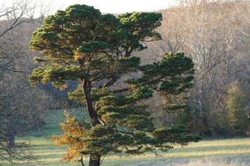 Autumn Forest