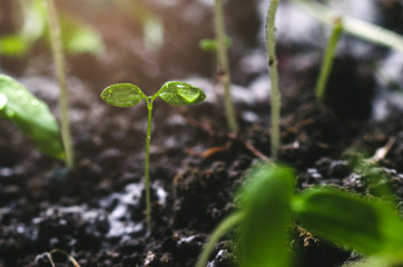 Tomato seedlings with water droplets on the leaves