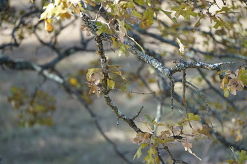 Autumn Forest