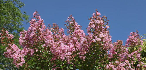 Lagerstoemia	