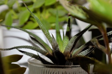 Pianta succulenta