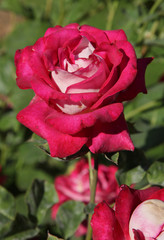 Rose Monica Belluci