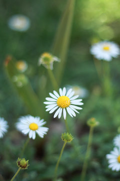 Campo de flores margaritas