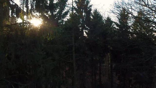 Aerial drone clip descending into a forest at sunrise or sunset, shot into the sun with lens flare