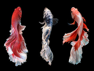 Three Siamese fighting fishes dancing, Set of half moon long tail, Betta fighting fire motion,  Betta splendens Pla-kad (biting fish), Thai national animals,  isolated on black background - Image