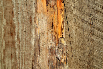 Grunge shabby wood background background hardwood color